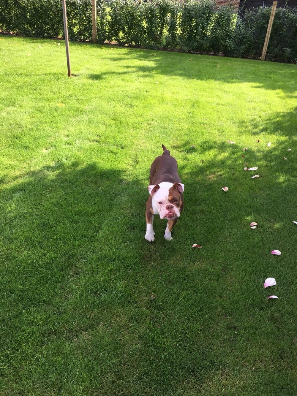 Olde english bulldogge MightyBulldogs Golden Faith billede 5