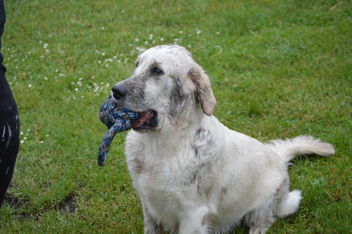 Golden retriever Rudebecks I Have a Dream/One Day  billede 1