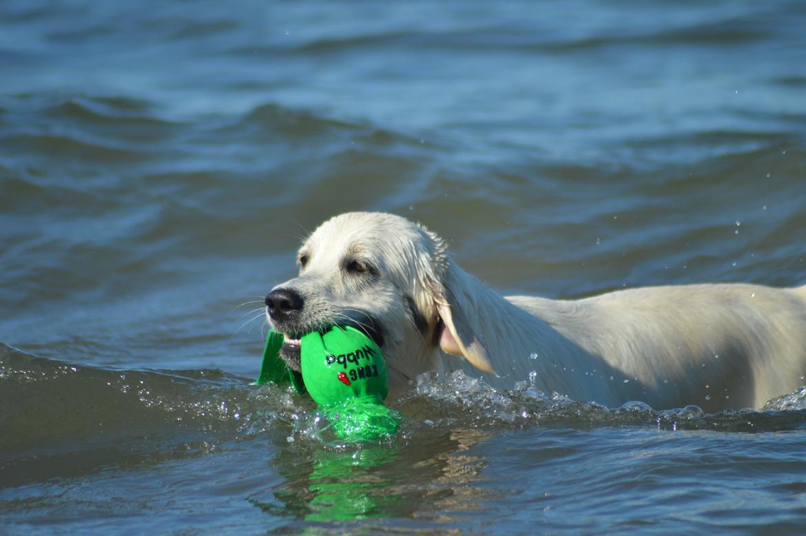 Golden retriever Rudebecks I Have a Dream/One Day  billede 2
