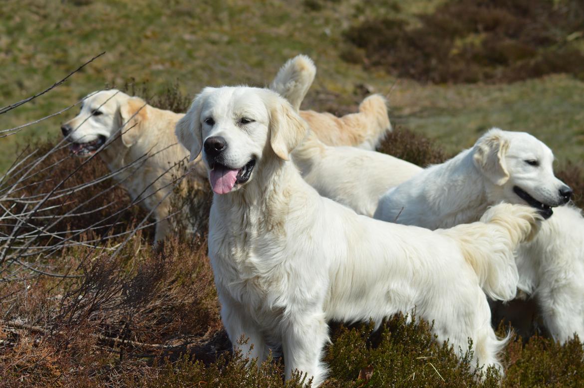 Golden retriever Rudebecks I Have a Dream/One Day  billede 5