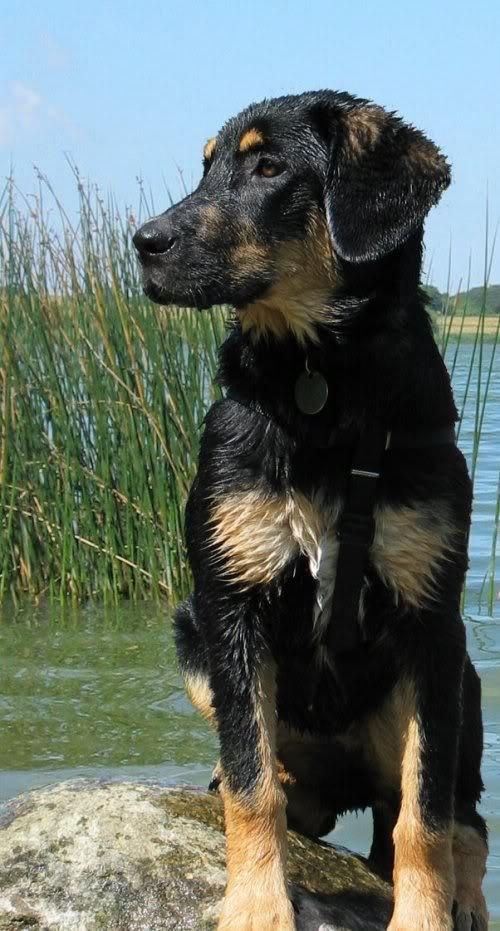 Blanding af racer Tia billede 2