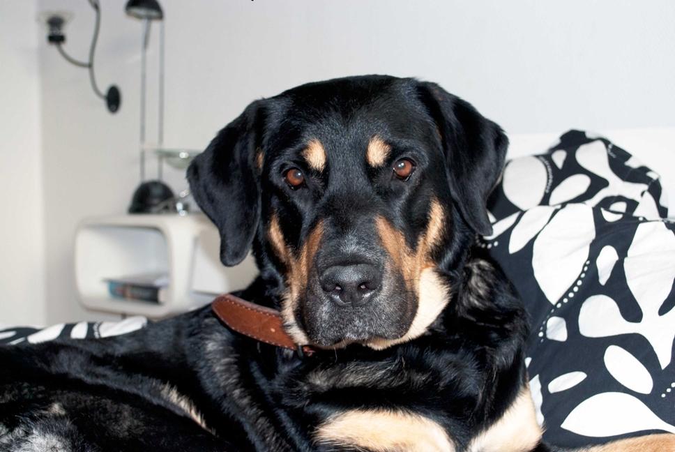 Blanding af racer Tia billede 3