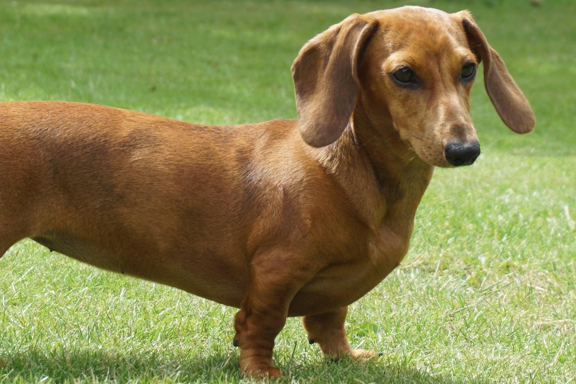 Dværggravhund Adeltands Jingle Bell Rock - Conny 6 måneder <3 billede 48