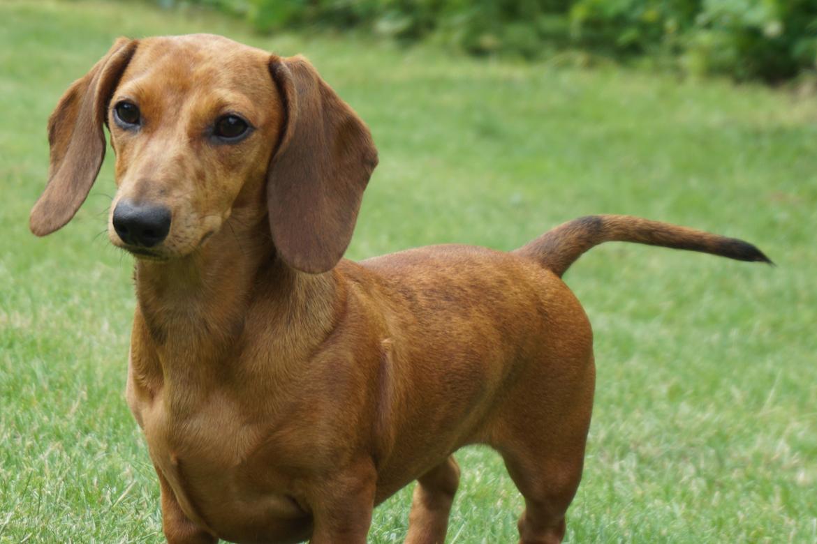 Dværggravhund Adeltands Jingle Bell Rock - Conny 6 måneder <3 billede 49