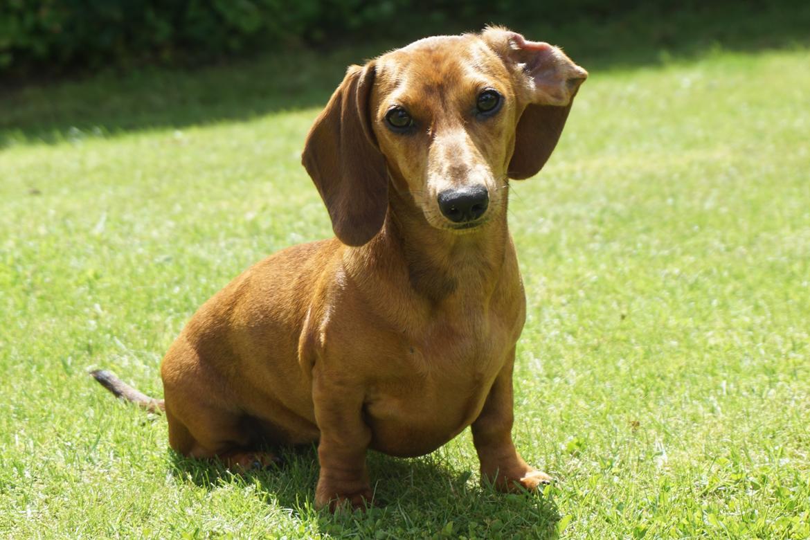 Dværggravhund Adeltands Jingle Bell Rock - Conny 6 måneder <3 billede 50