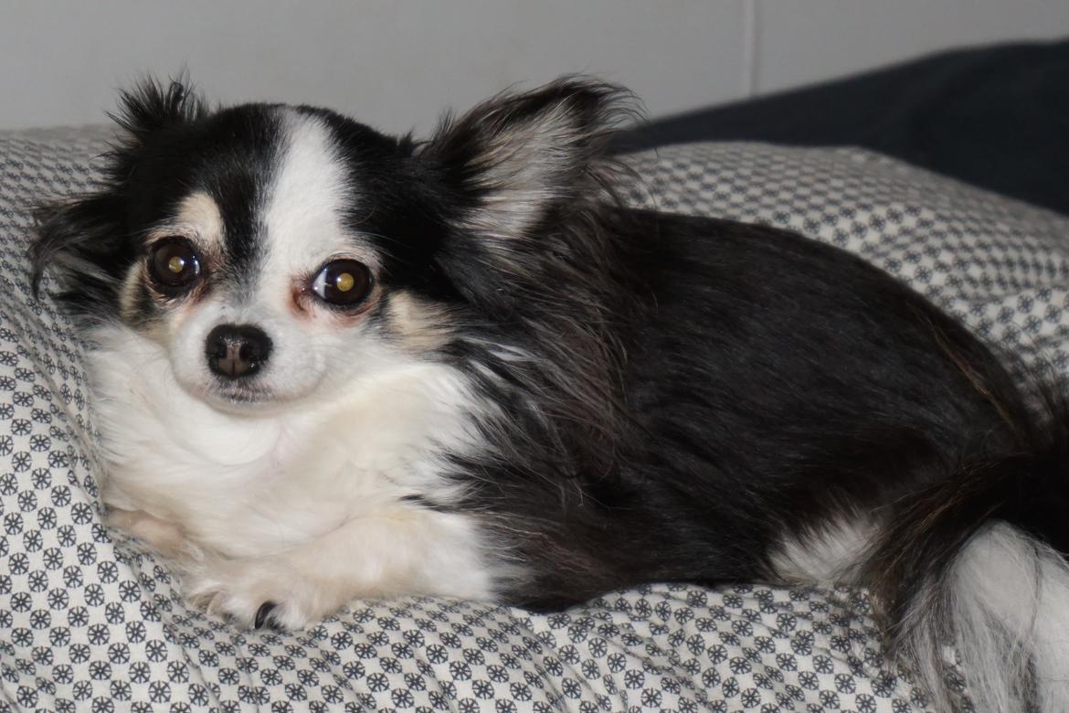 Chihuahua Madam Maggie :i <3 - Maggie næsten 6 år gammel, og troner i sengen :D <3 billede 21