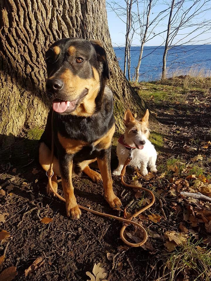 Blanding af racer Ghost billede 1