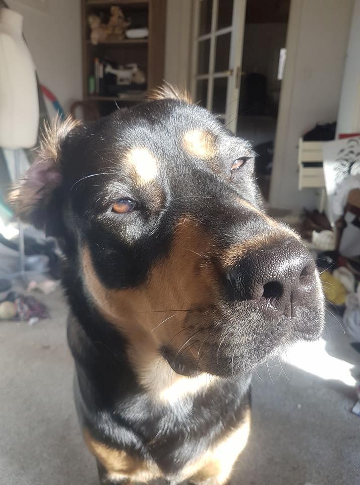 Blanding af racer Ghost billede 2