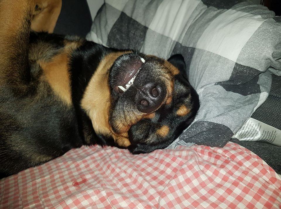 Blanding af racer Ghost billede 4