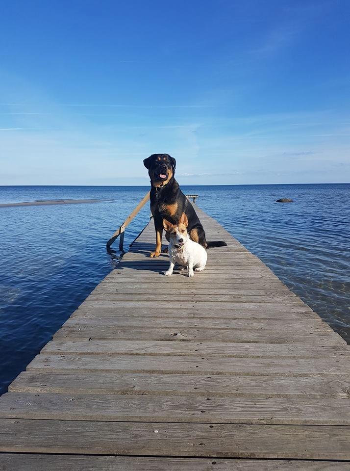 Blanding af racer Ghost billede 6