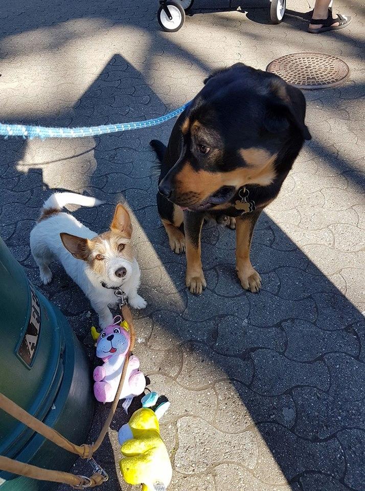 Blanding af racer Ghost billede 7