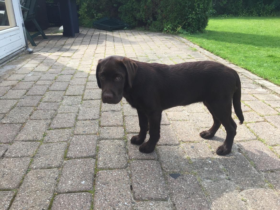 Labrador retriever Musse Skjold  Hansen  billede 10
