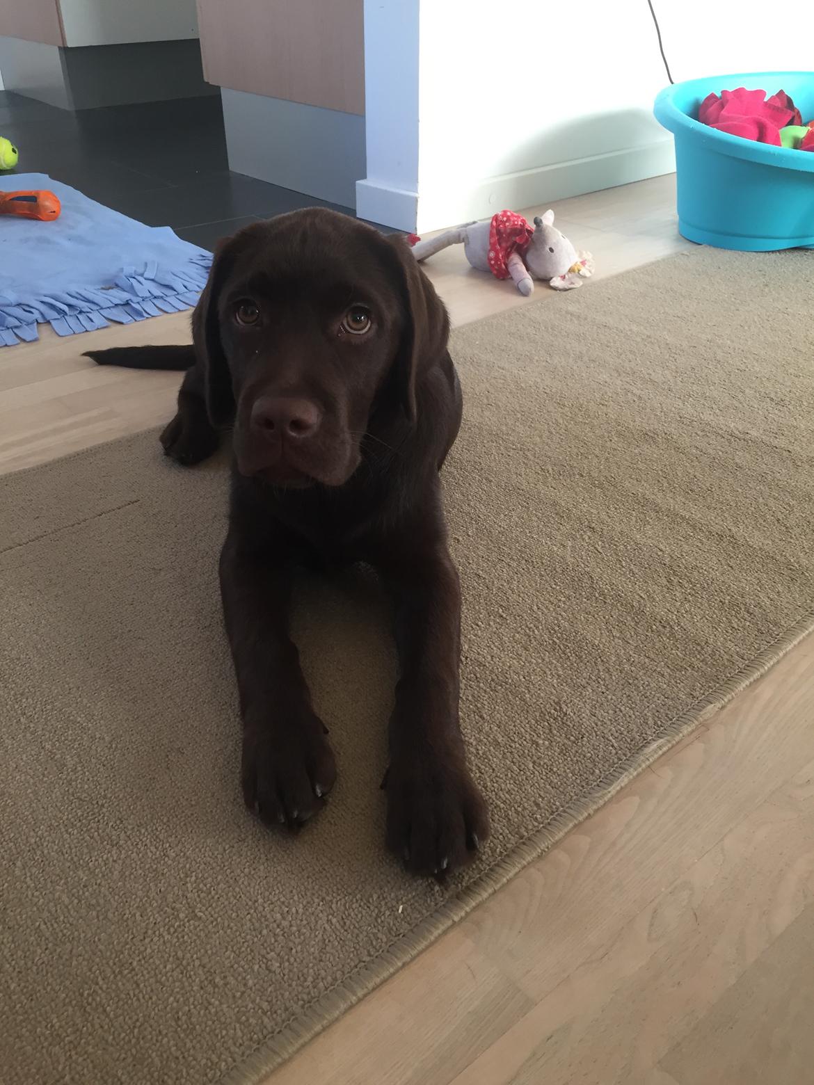 Labrador retriever Musse Skjold  Hansen  billede 11