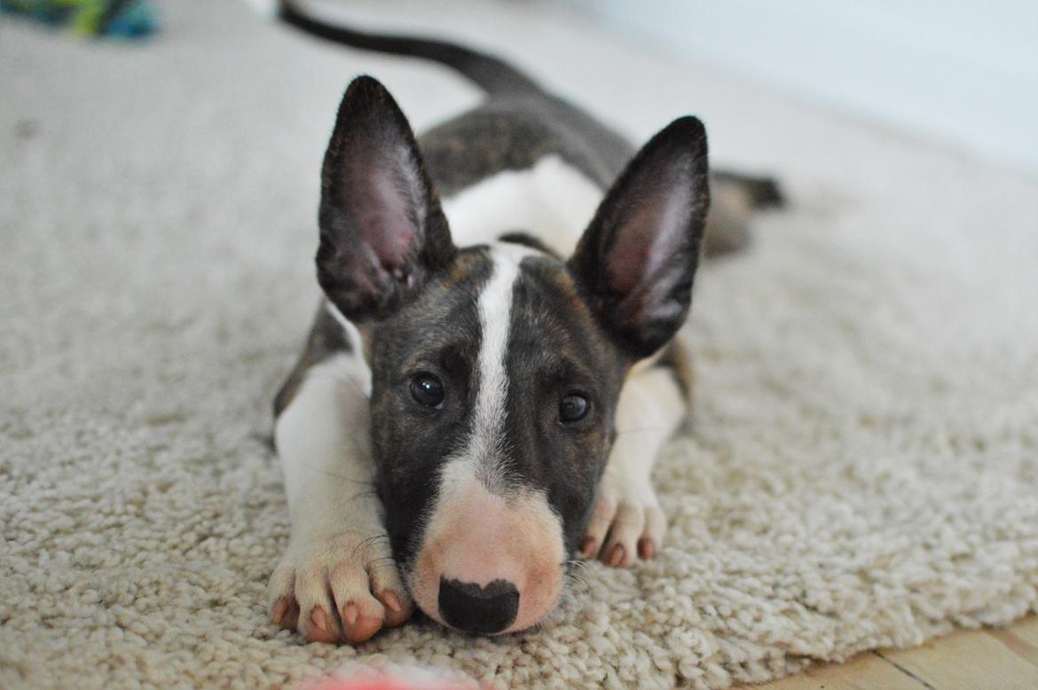 Bullterrier Qwerty (Danmar Bull's Rainbow Dash) billede 29