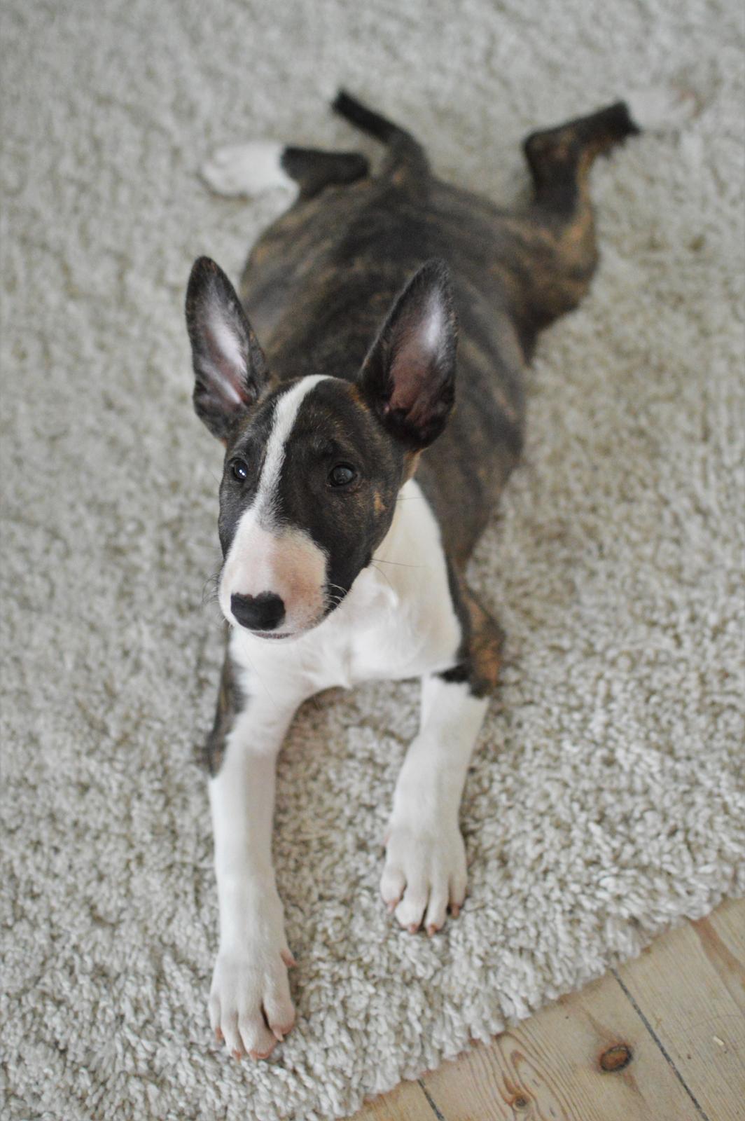Bullterrier Qwerty (Danmar Bull's Rainbow Dash) billede 32