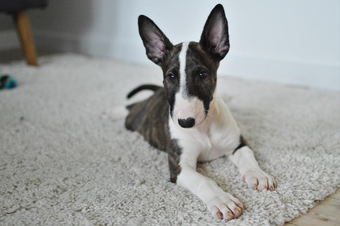 Bullterrier Qwerty (Danmar Bull's Rainbow Dash) billede 30