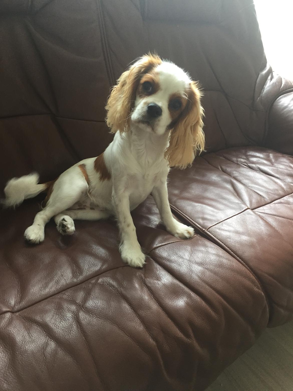Cavalier king charles spaniel Malekits Lucie billede 31