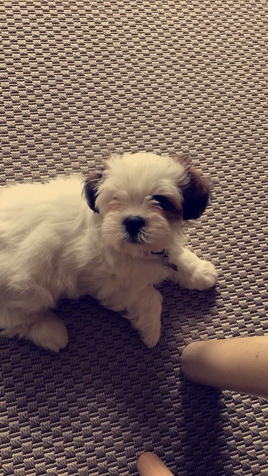 Lhasa apso Milo billede 1