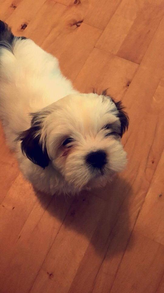 Lhasa apso Milo billede 2