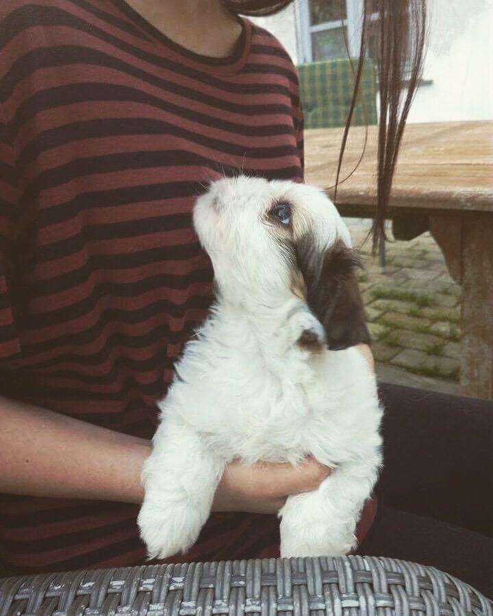 Lhasa apso Milo billede 5