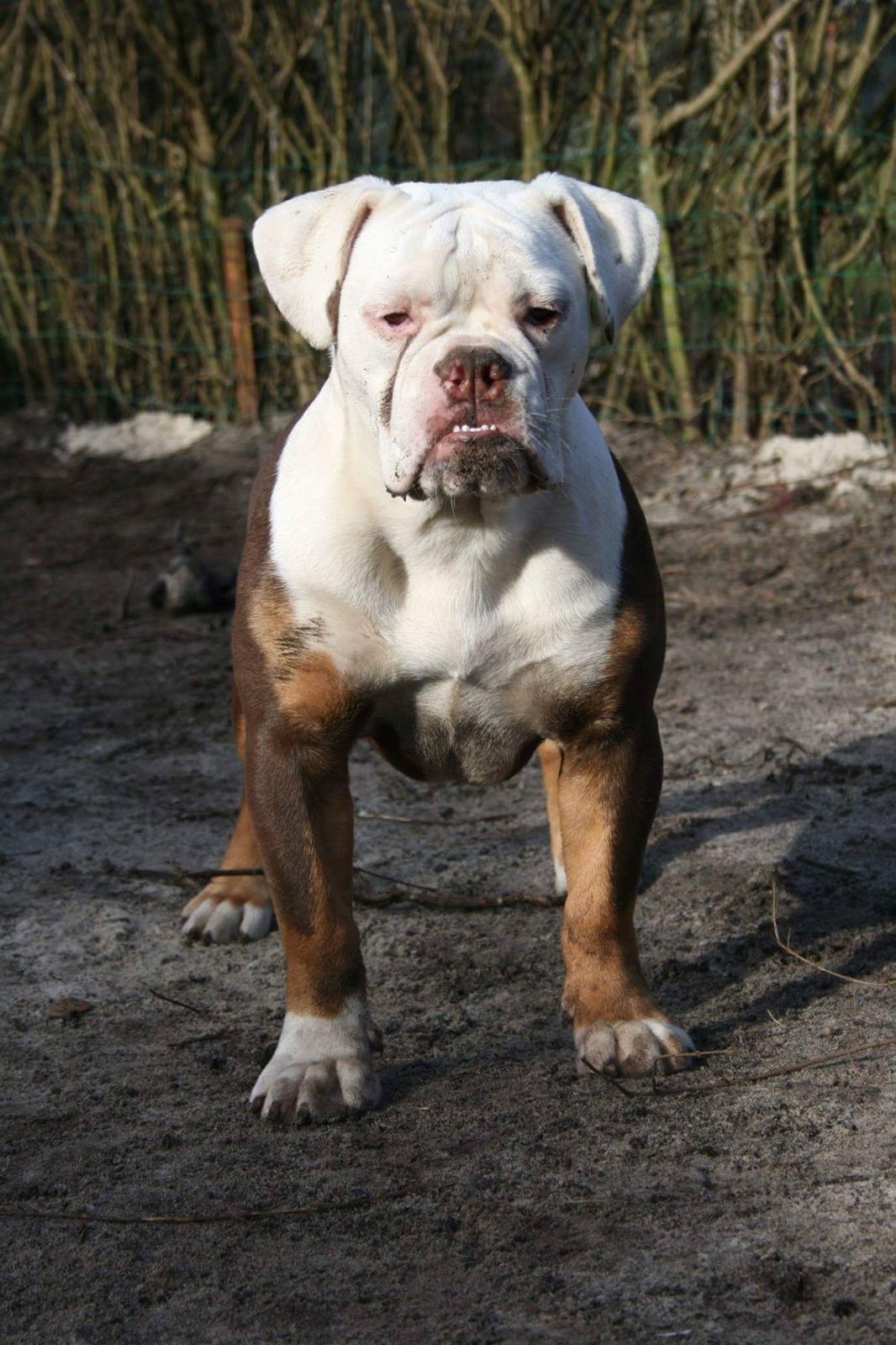 Olde english bulldogge *Lilo* den smukkeste stjerne på himlen billede 5