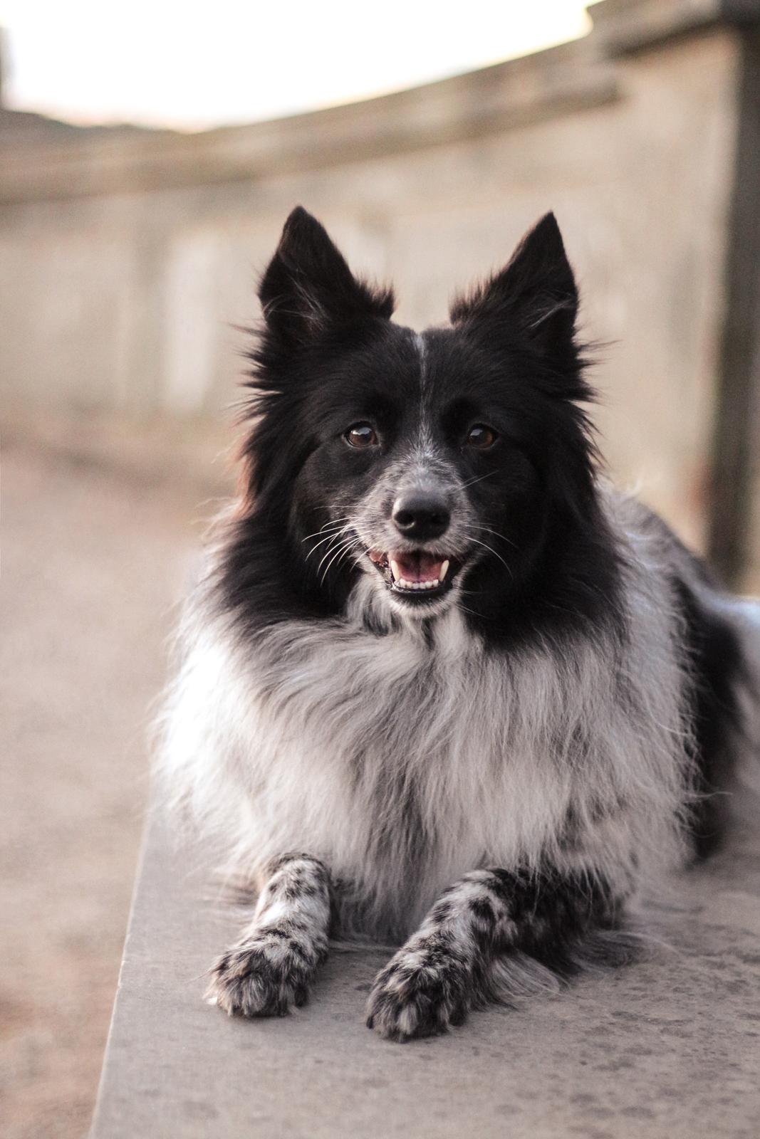 Blanding af racer Chili billede 31