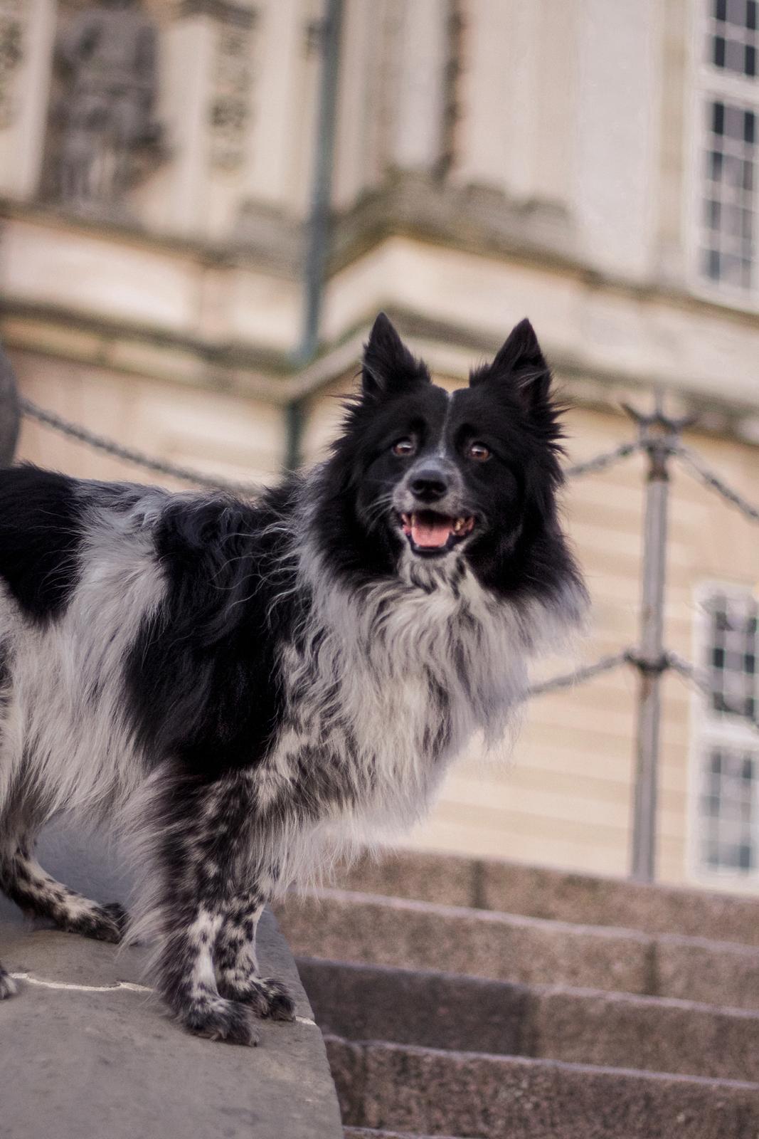 Blanding af racer Chili billede 26