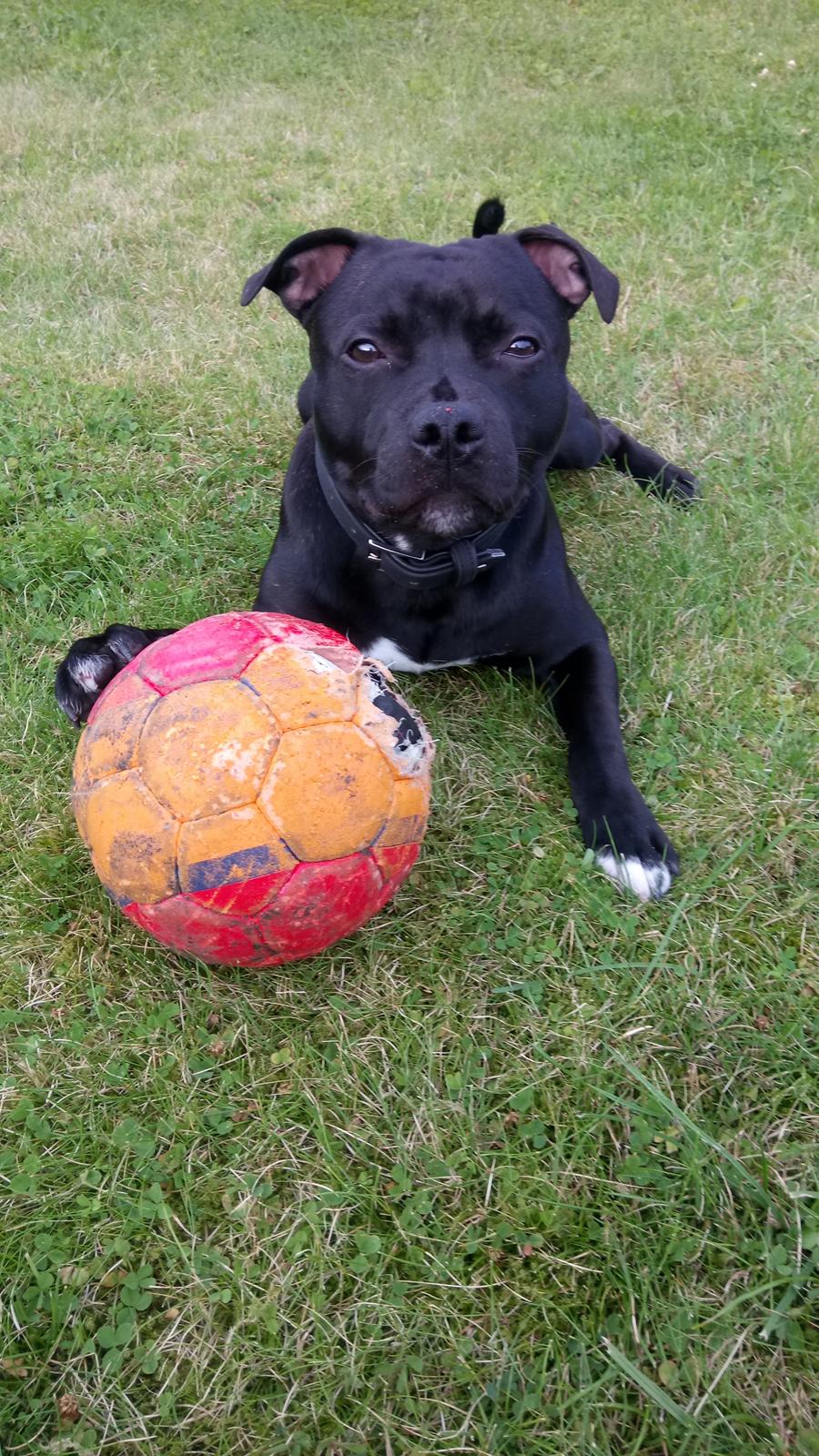 Staffordshire bull terrier Zigo "Ninja Staff" billede 2