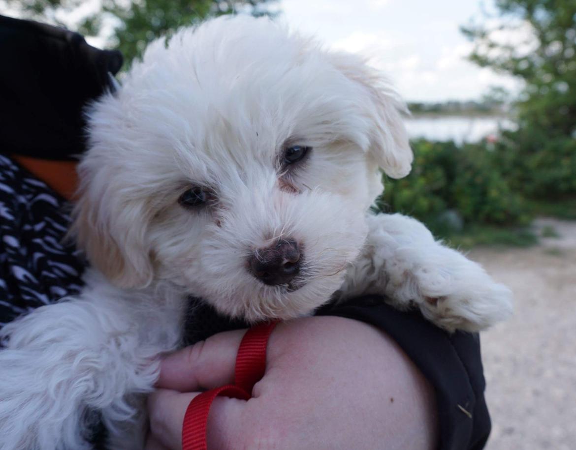 Blanding af racer Sophie billede 2