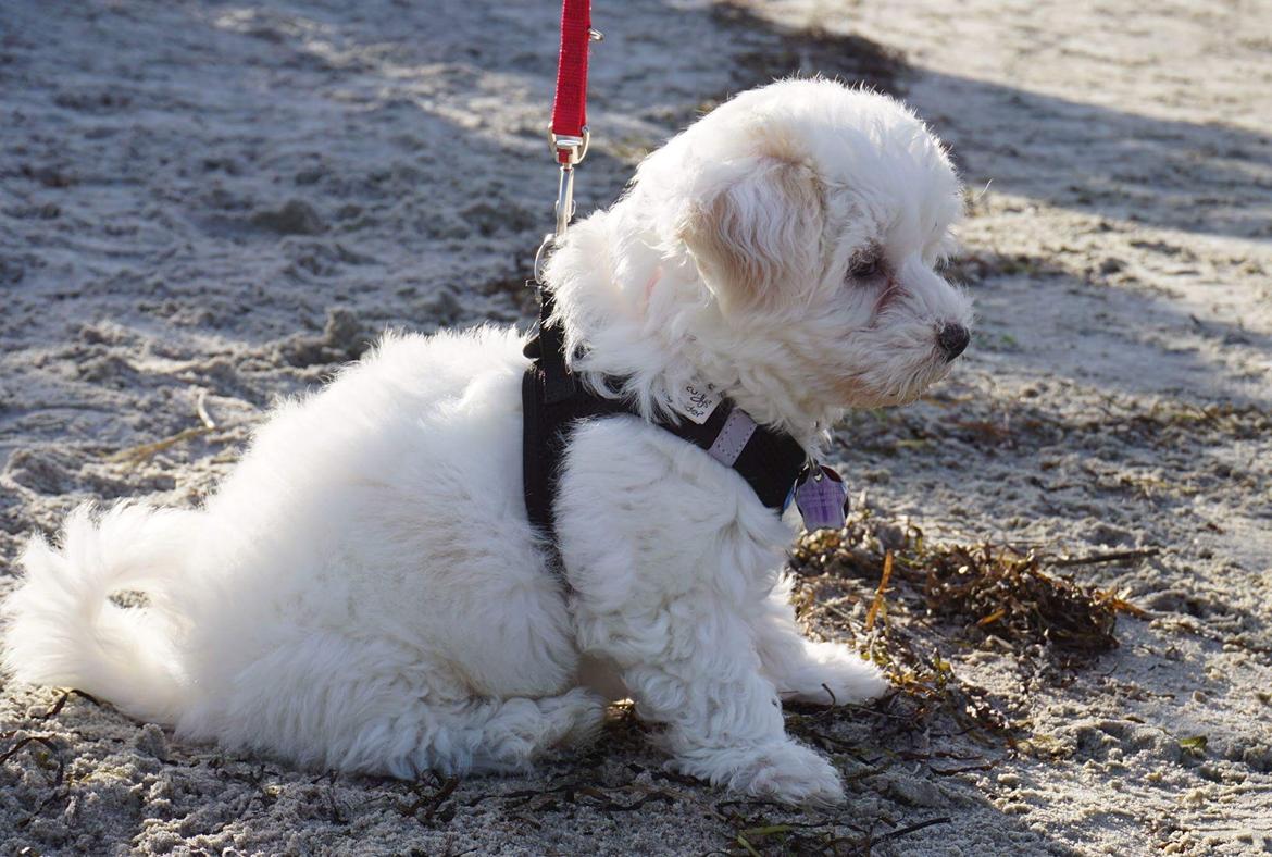 Blanding af racer Sophie billede 4