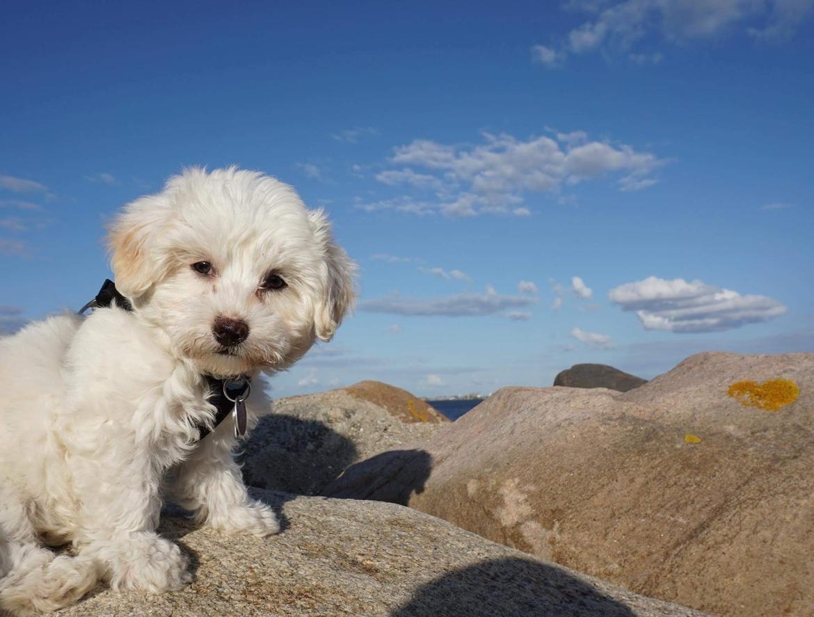 Blanding af racer Sophie billede 1