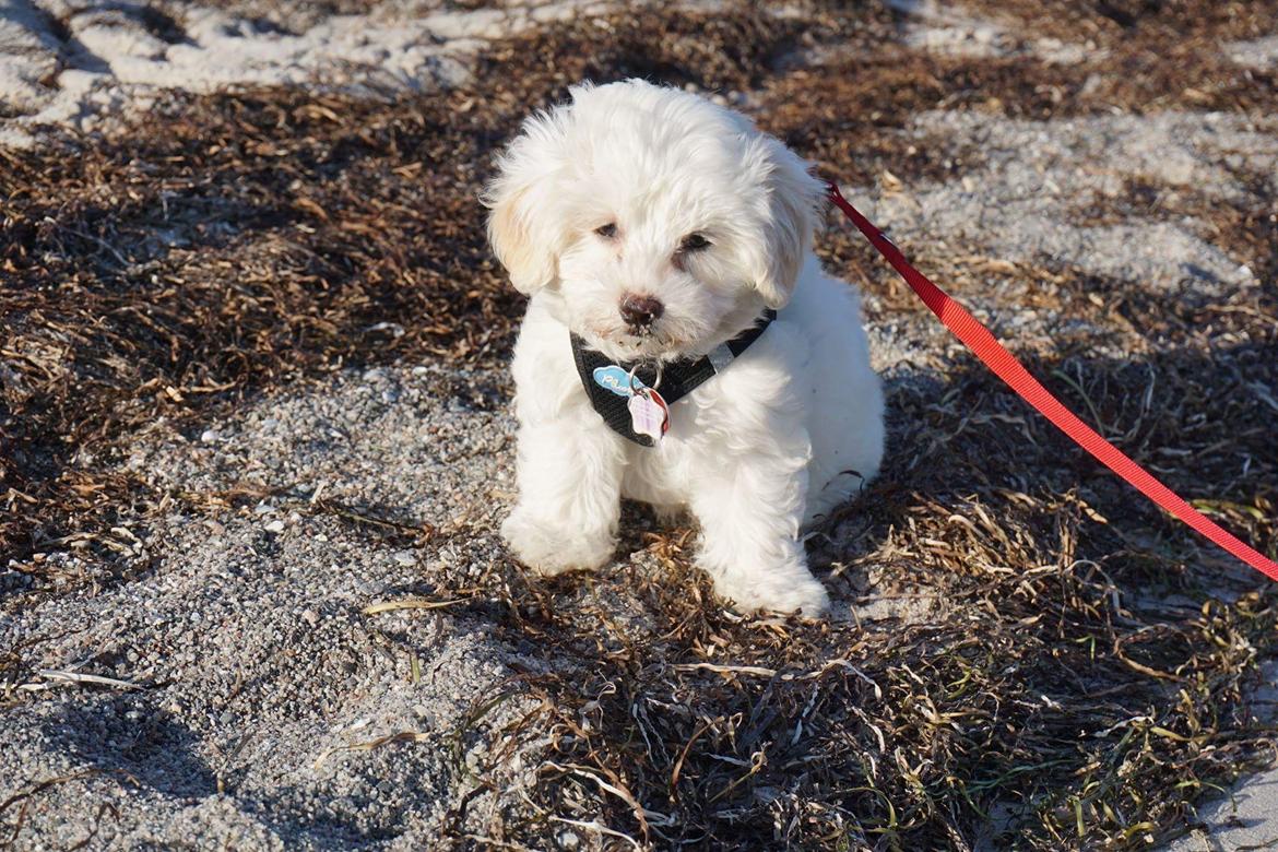 Blanding af racer Sophie billede 5