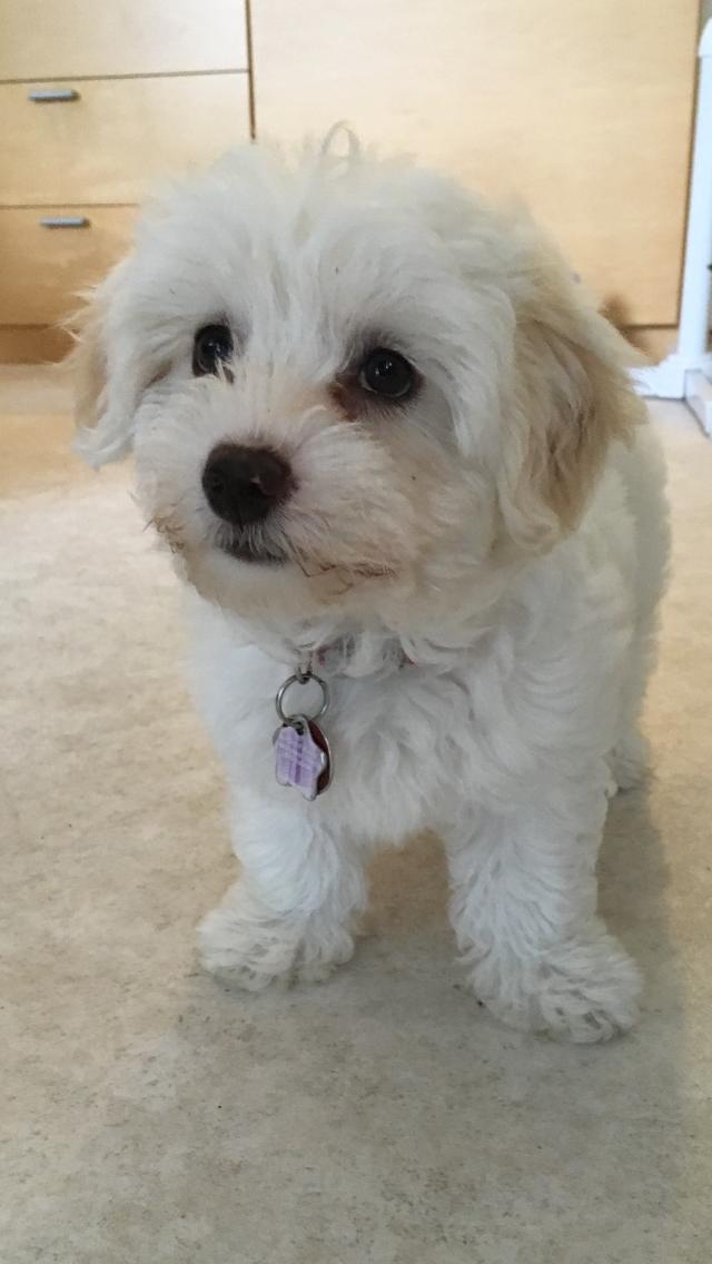 Blanding af racer Sophie billede 3