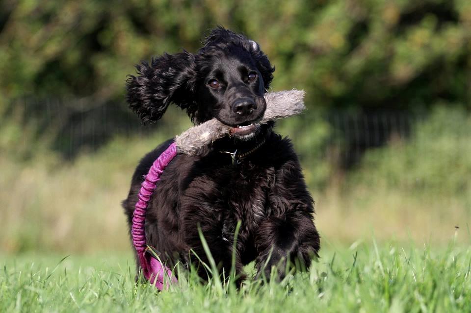 Field Trial Cockerspaniel Aske billede 1