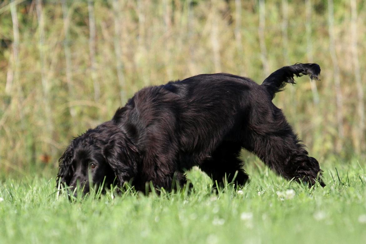 Field Trial Cockerspaniel Aske billede 2