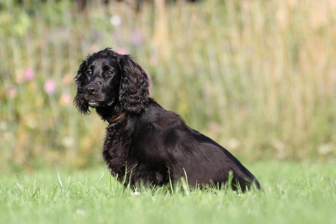 Field Trial Cockerspaniel Aske billede 3