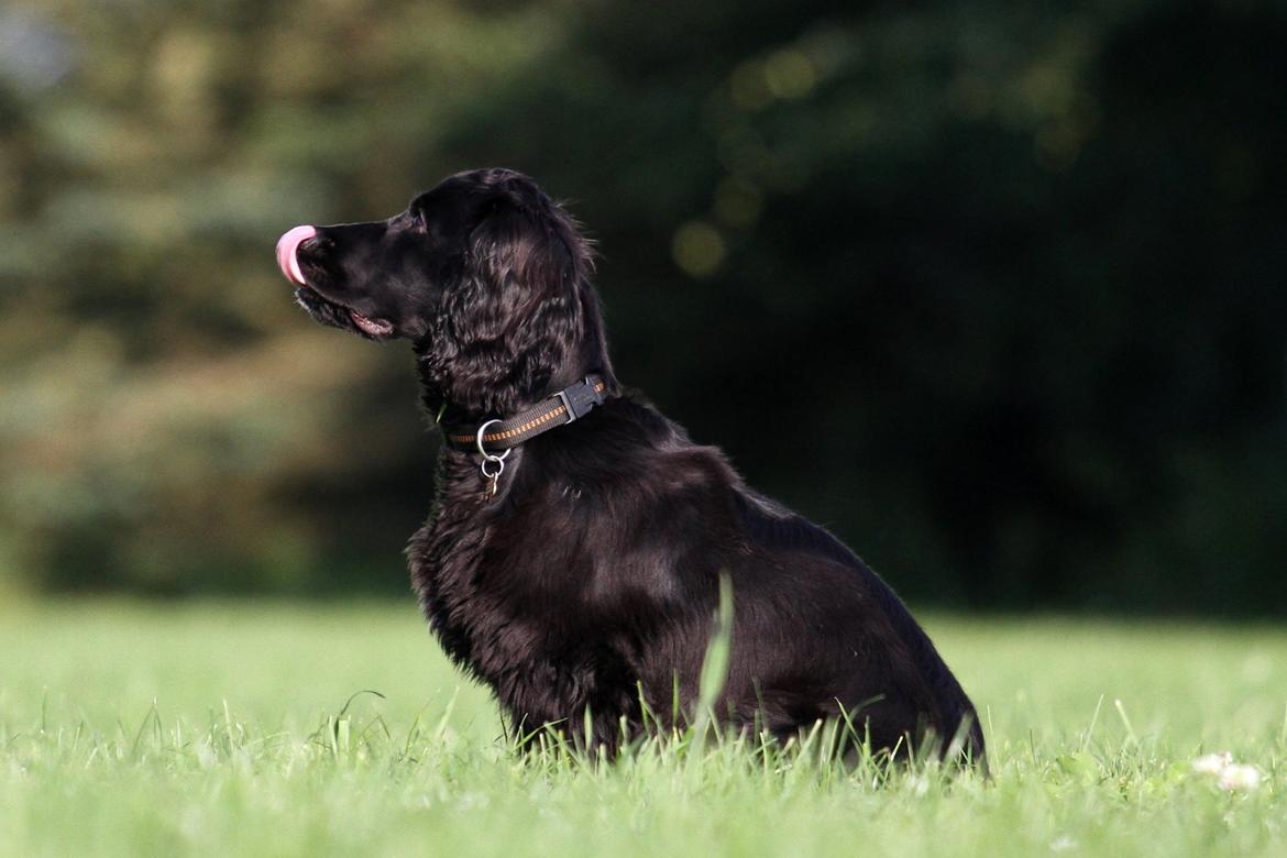 Field Trial Cockerspaniel Aske billede 4