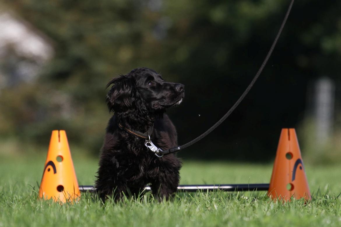 Field Trial Cockerspaniel Aske billede 5