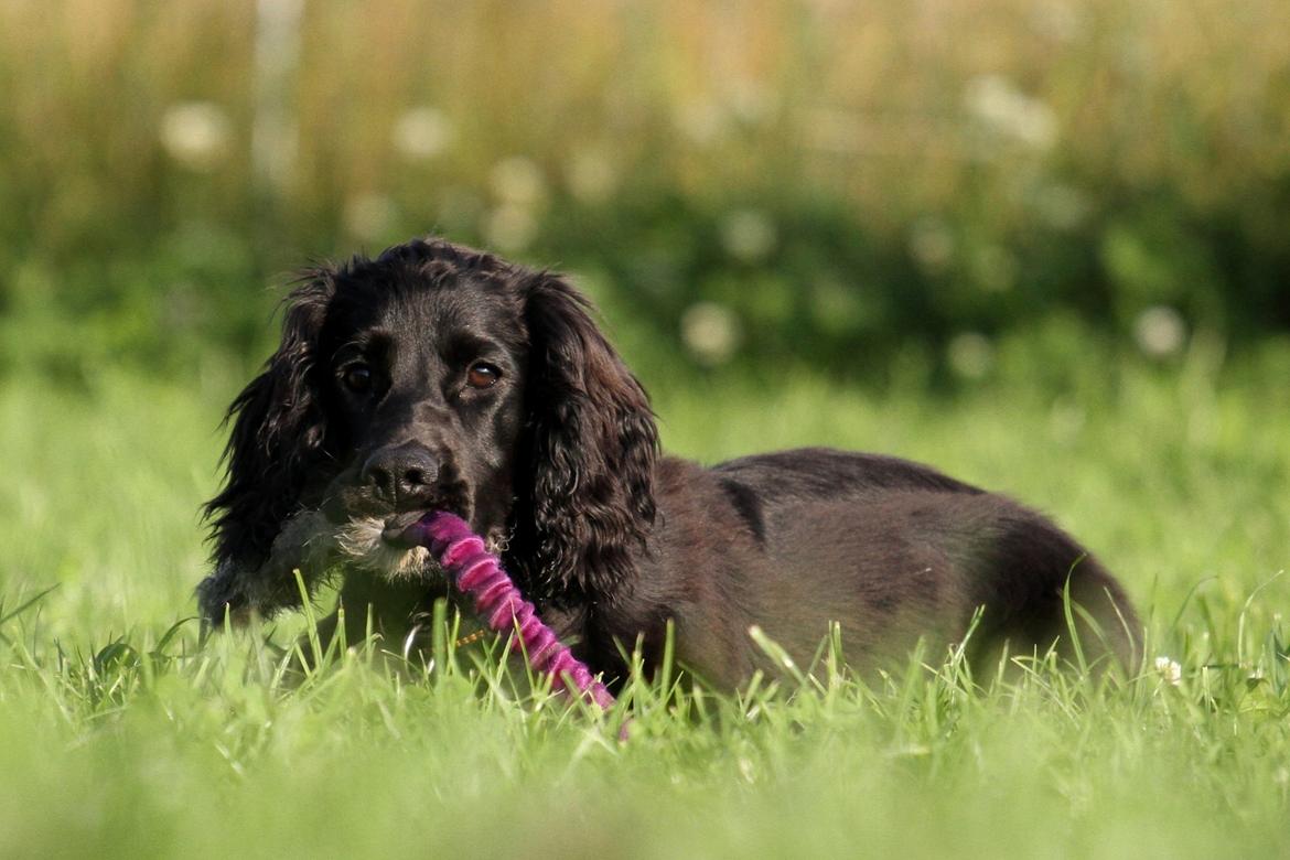Field Trial Cockerspaniel Aske billede 6