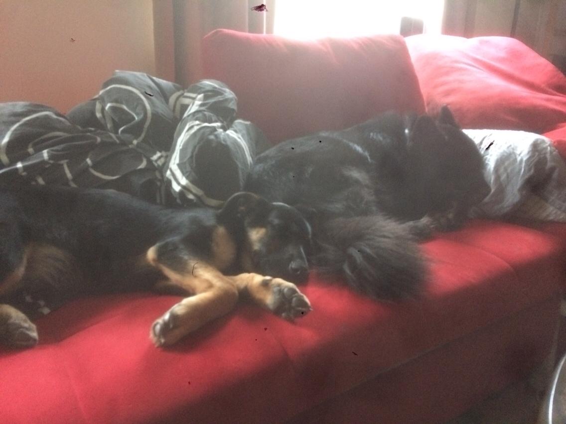 Blanding af racer Bølle billede 9