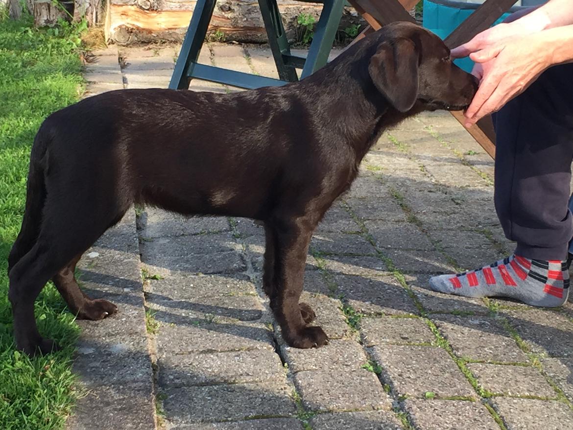 Labrador retriever Musse Skjold  Hansen  billede 12