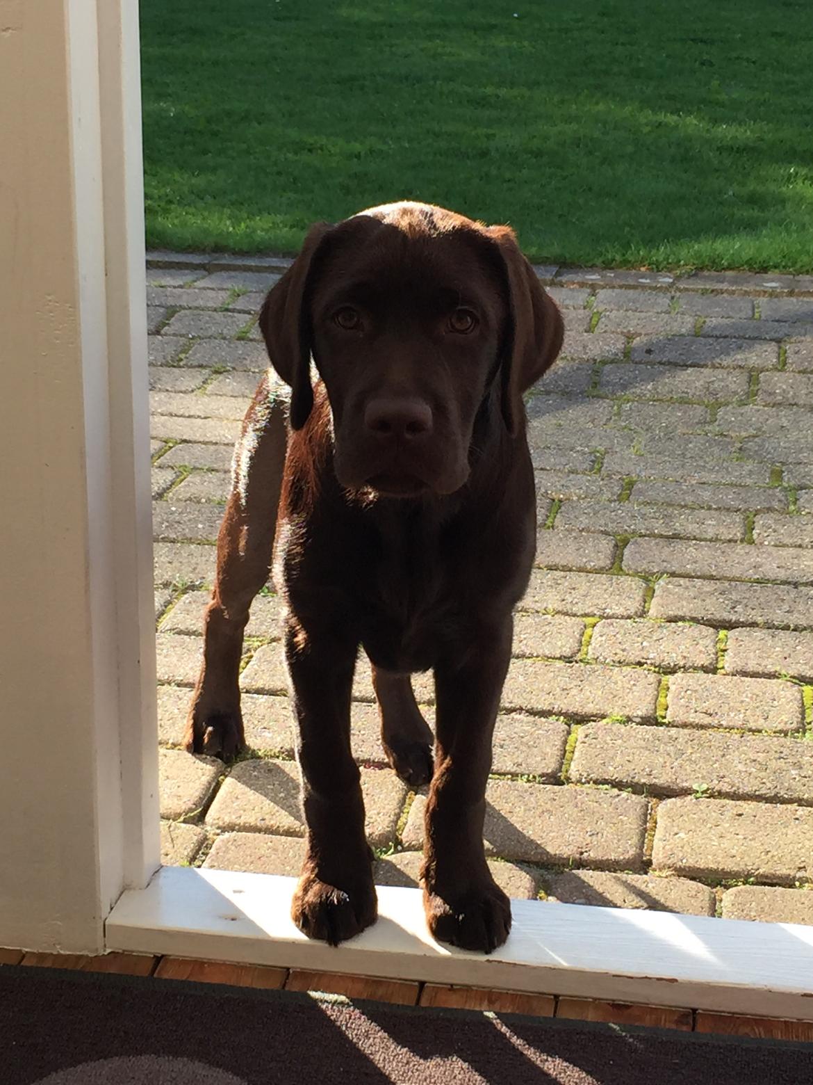 Labrador retriever Musse Skjold  Hansen  billede 13