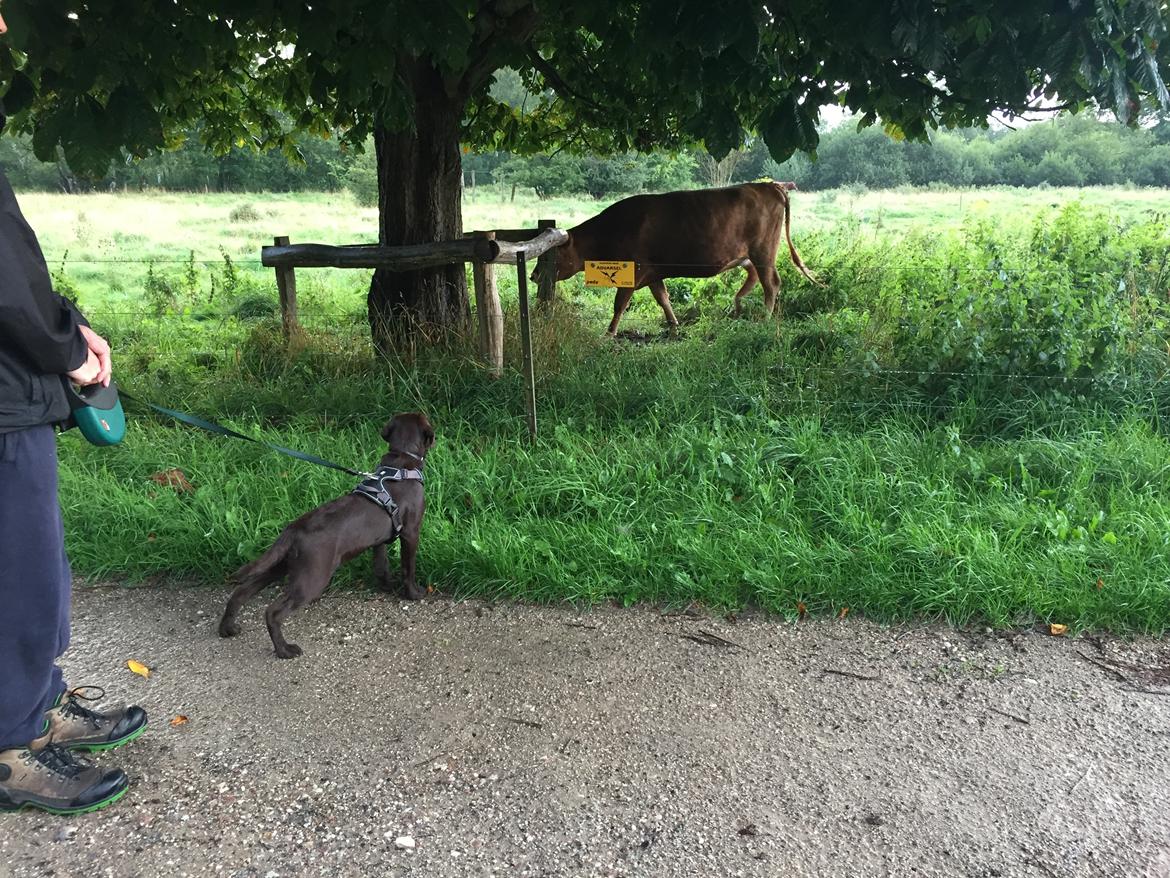 Labrador retriever Musse Skjold  Hansen  billede 14