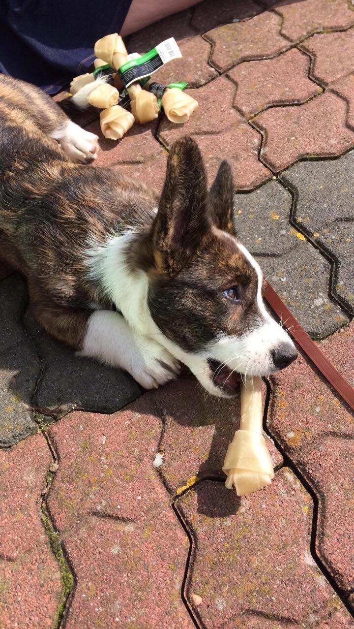 Welsh corgi cardigan Charles billede 17