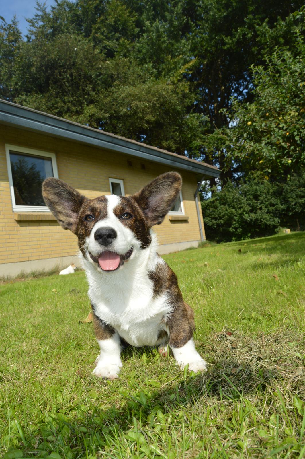 Welsh corgi cardigan Charles billede 18