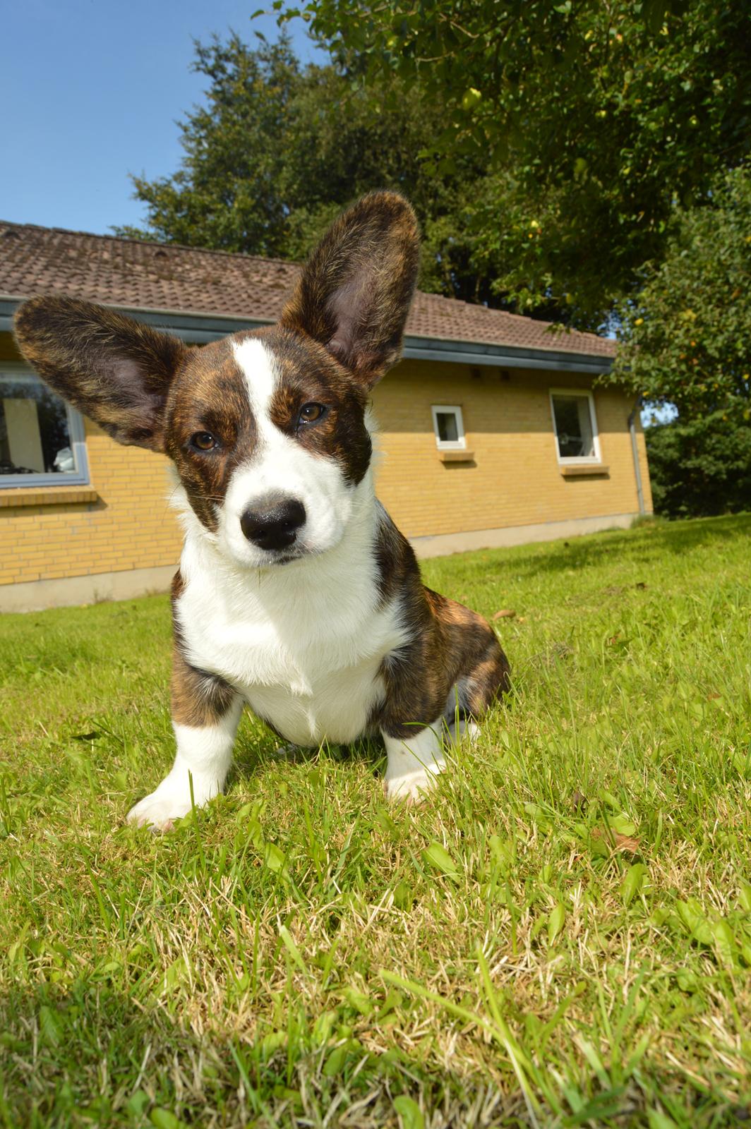 Welsh corgi cardigan Charles billede 4