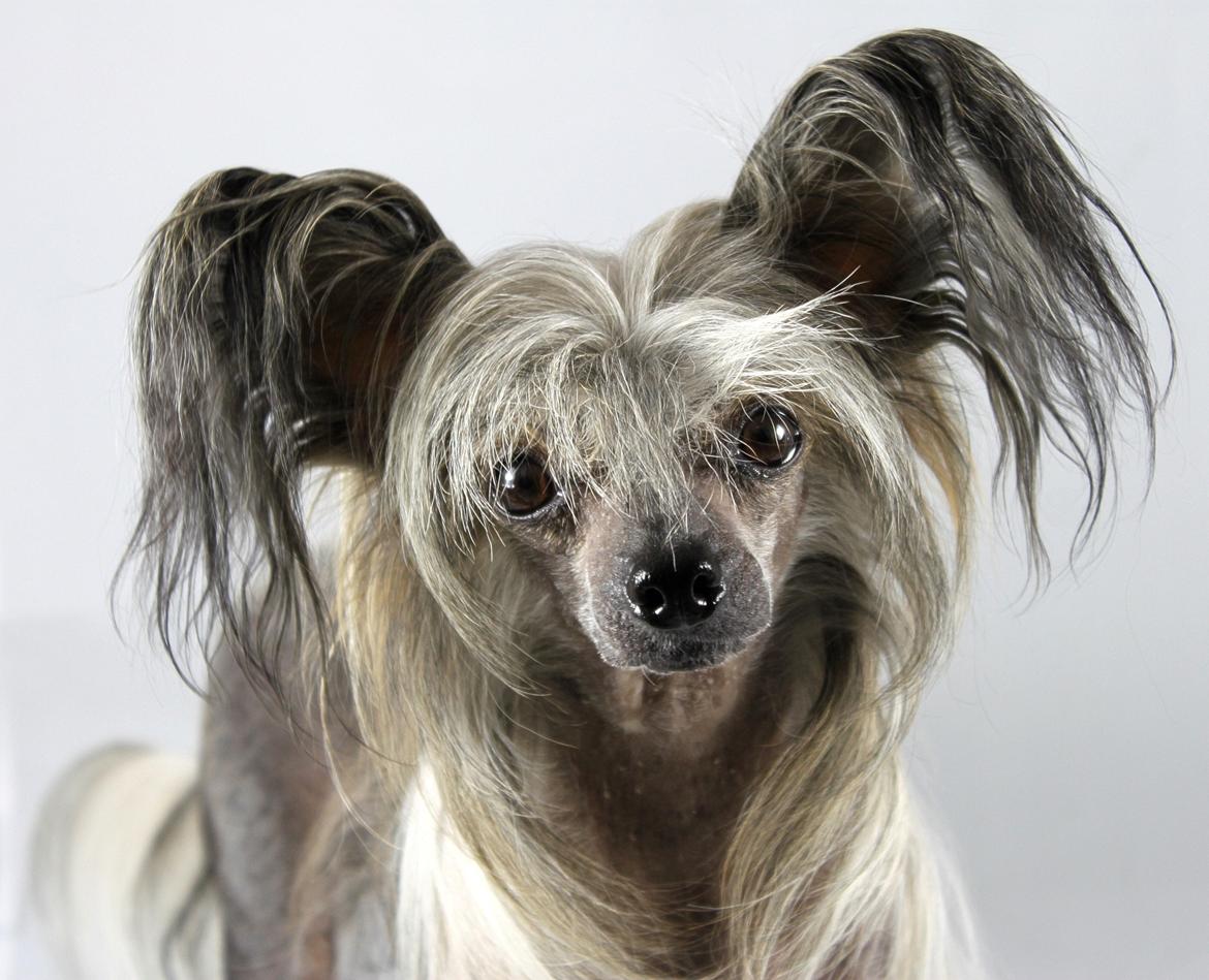 Chinese crested hårløs } Chelsy billede 1