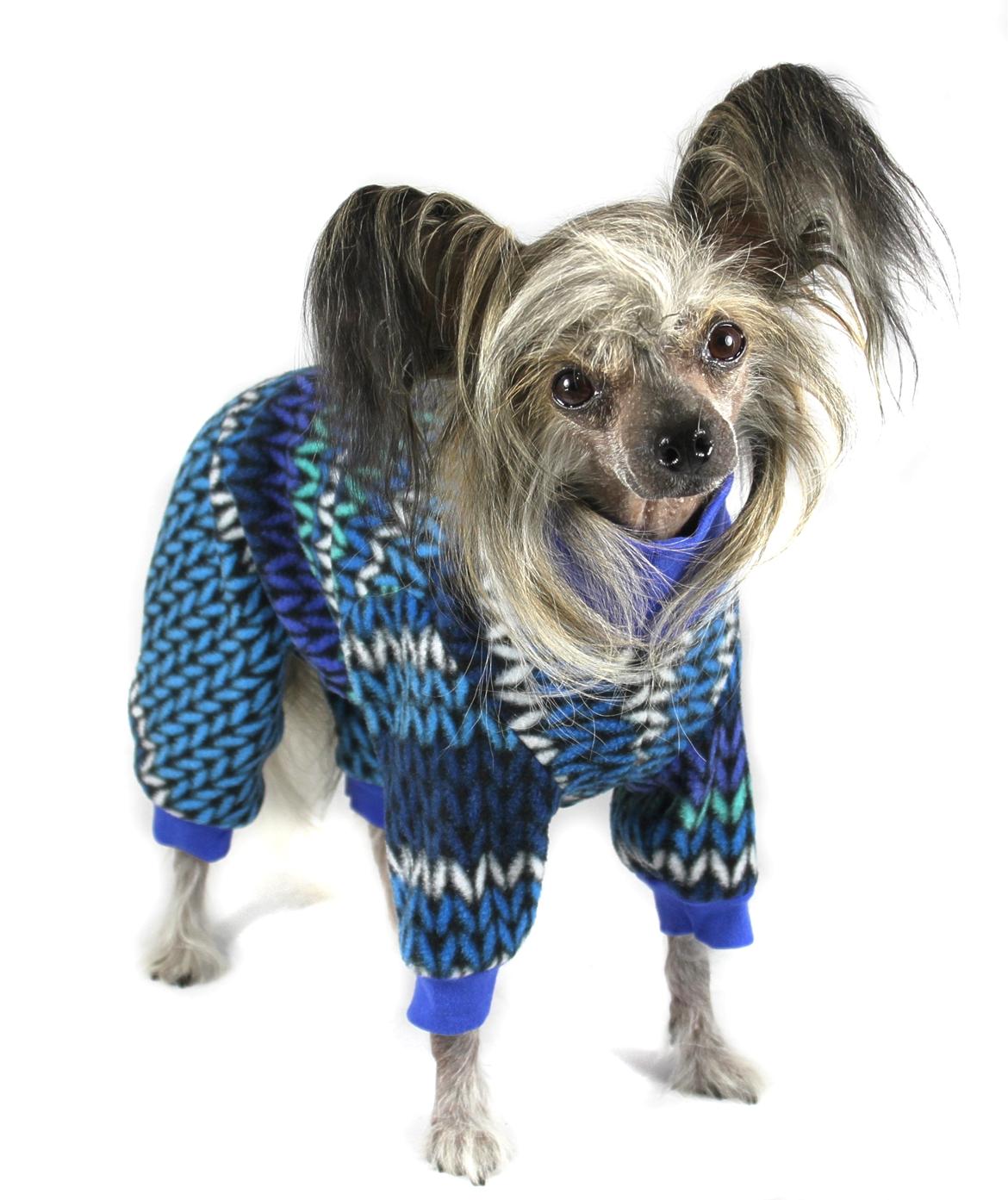 Chinese crested hårløs } Chelsy billede 22