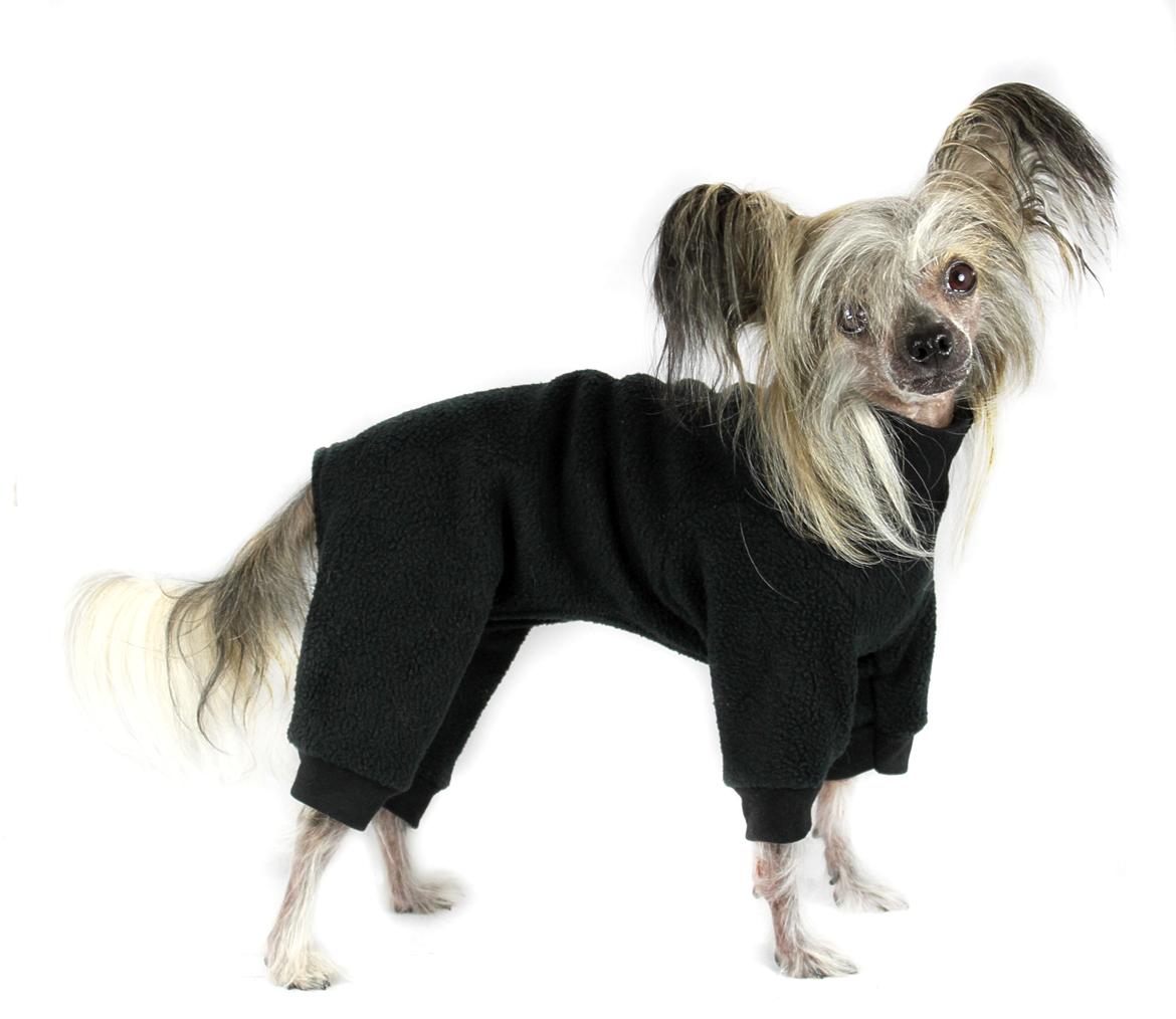 Chinese crested hårløs } Chelsy billede 24