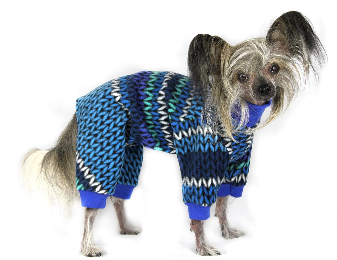 Chinese crested hårløs } Chelsy billede 23